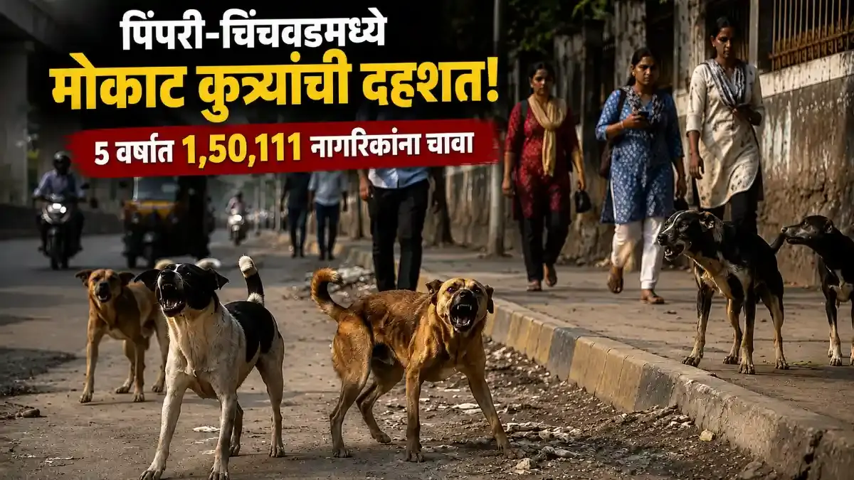 पिंपरी चिंचवडमध्ये मोकाट कुत्र्यांची दहशत, ५ वर्षांत १.५ लाख चावे